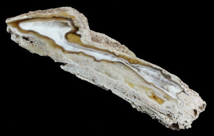 Agatized Fossil Coral Geode - Florida #51175